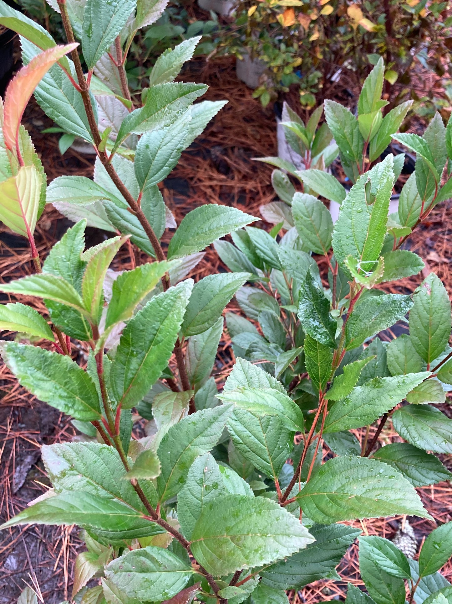 Viburnum--PP33229 Sweet Talker®