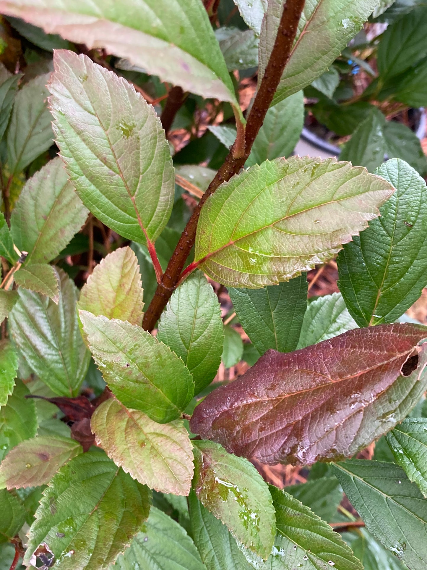 Viburnum--PP33229 Sweet Talker®