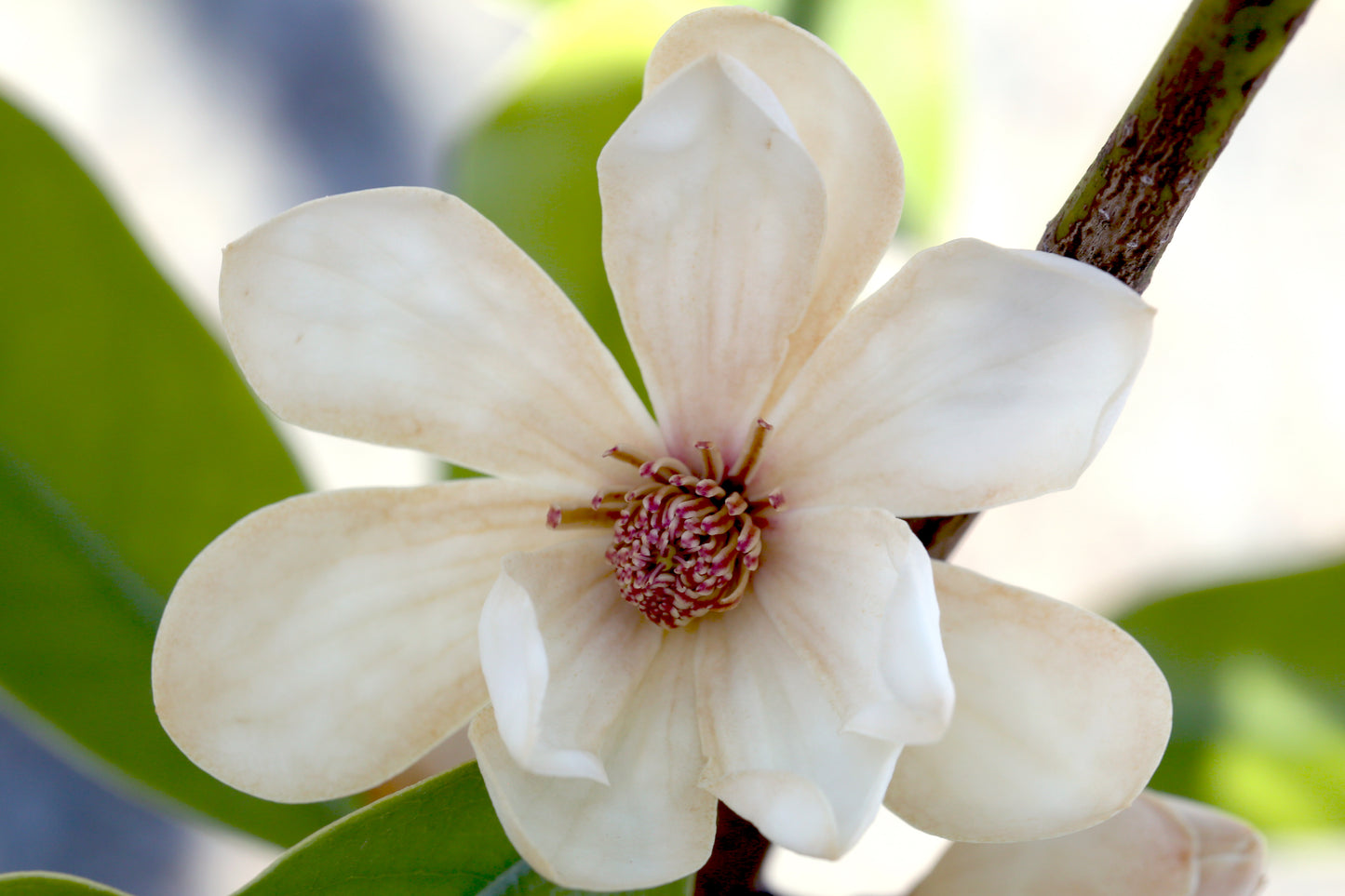 Magnolia 'Eternal Spring'