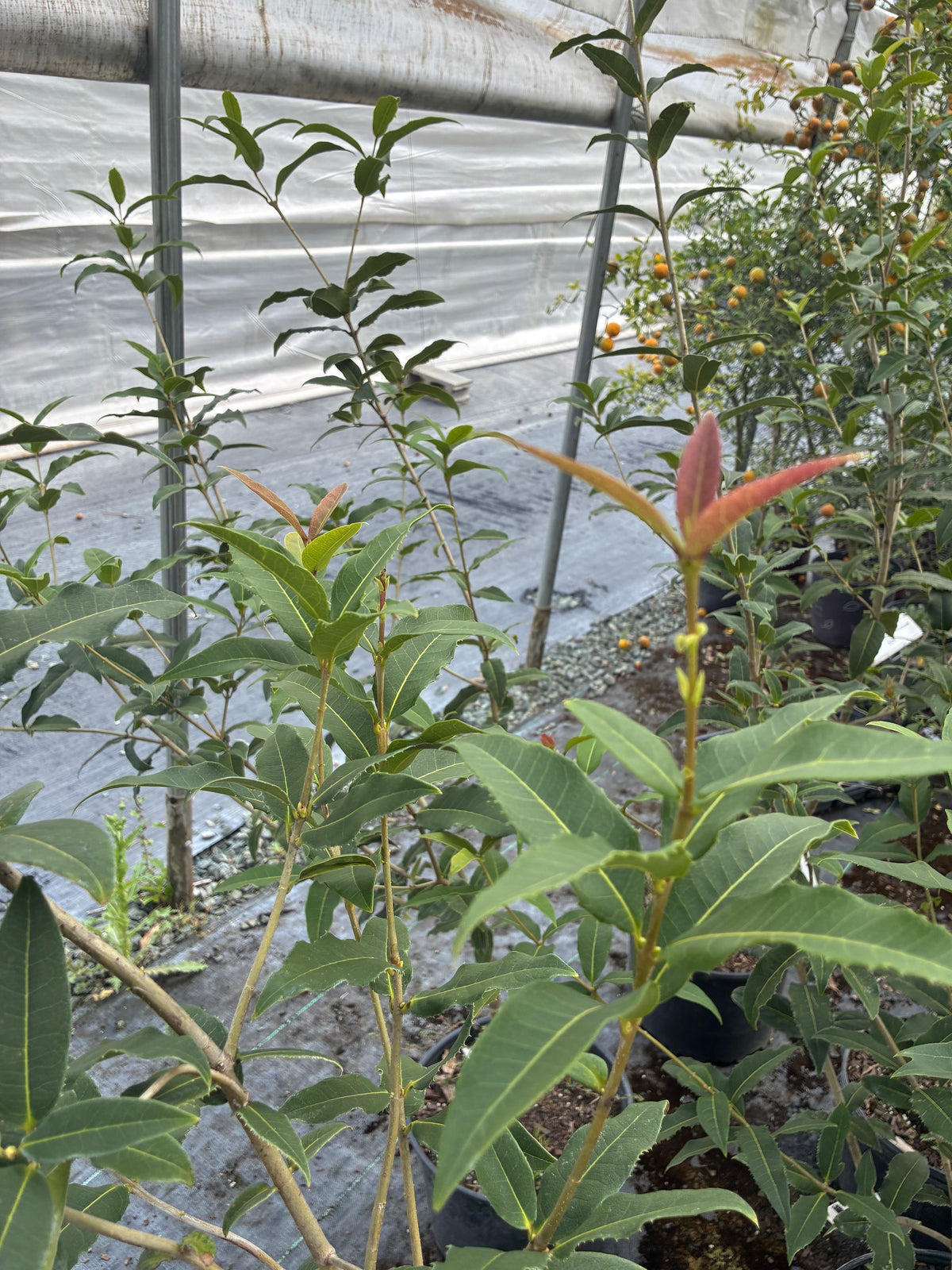 Osmanthus yunnanensis