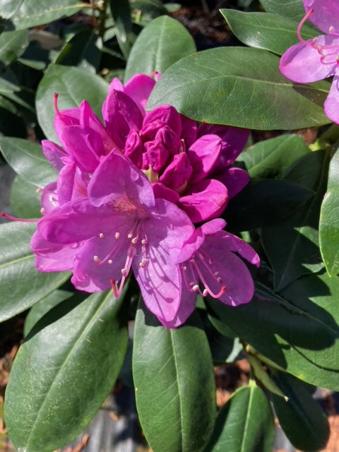 Rhododendron 'Roseum Elegans'