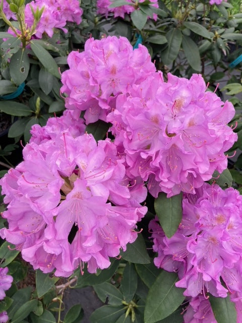 Rhododendron Catawbiense 'Royal Resilience' PP 33702