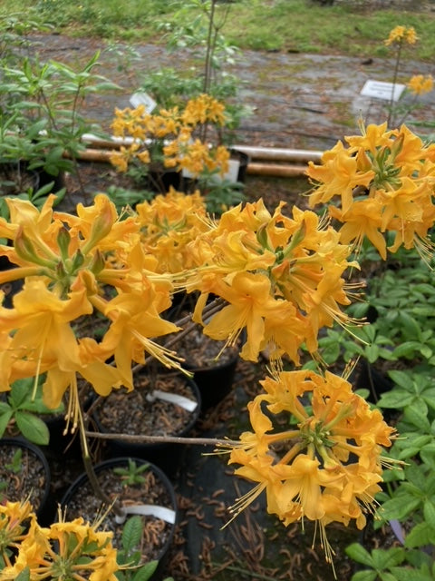 Rhododendron x 'Appalachian Gold'