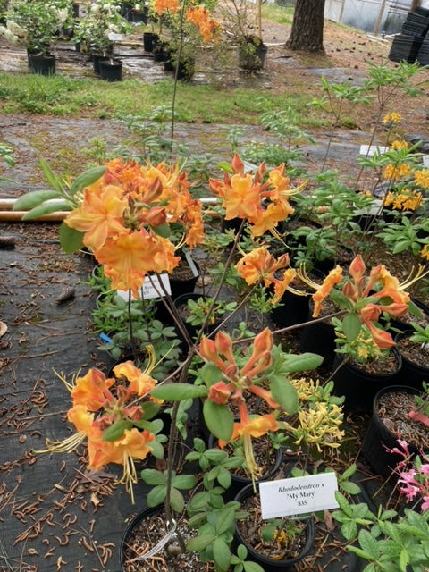 Rhododendron x 'Norma Strickland'