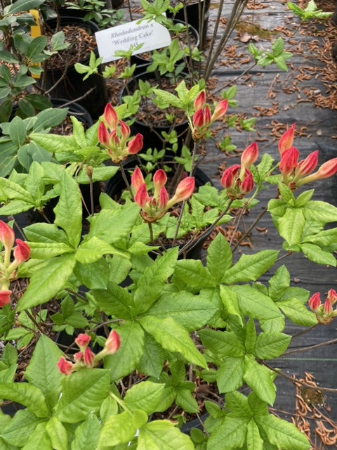 Rhododendron x 'Wal x Al'