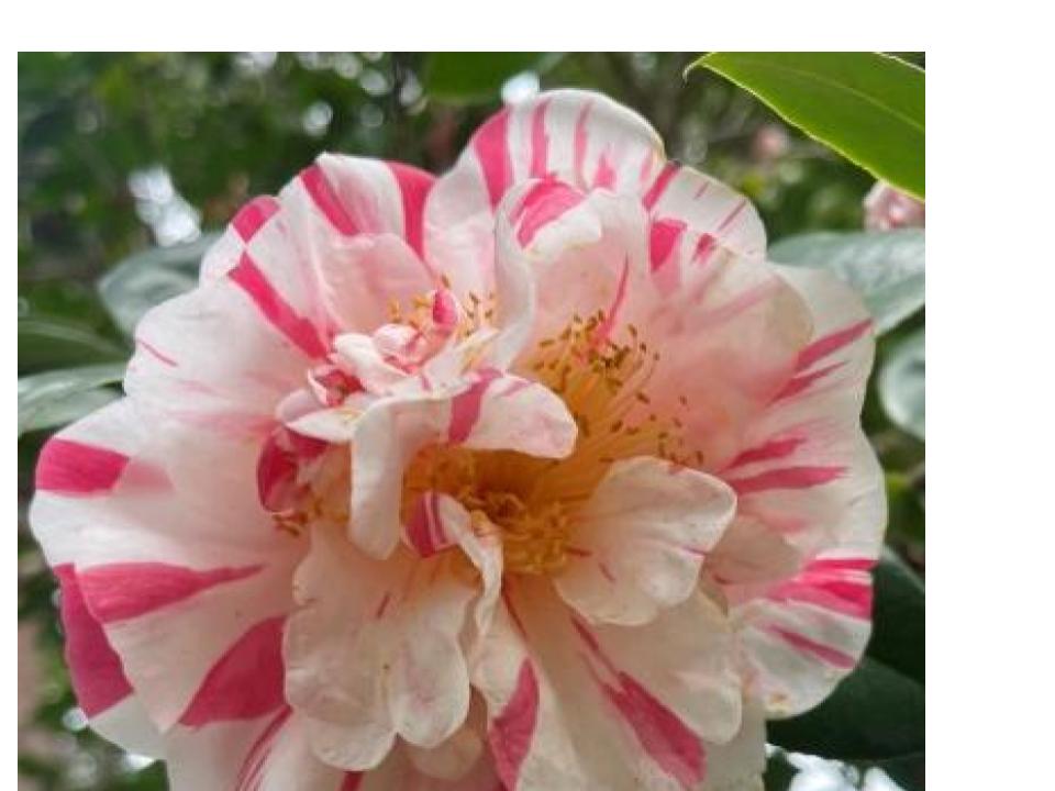 Camellia japonica 'Richard Nixon'