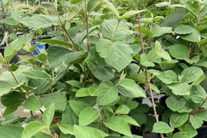 Viburnum carlesii, Korean Spice Viburnum