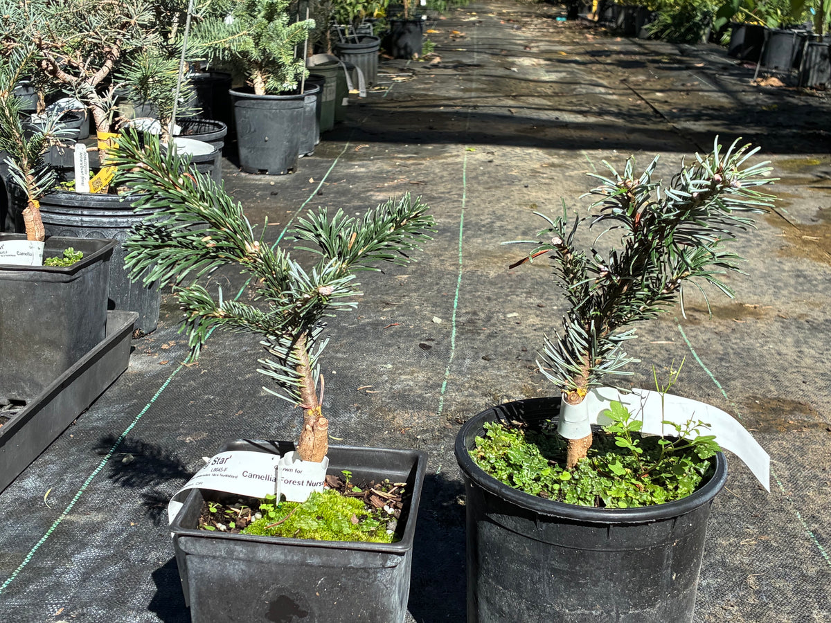 Abies amabilis 'Spreading Star'