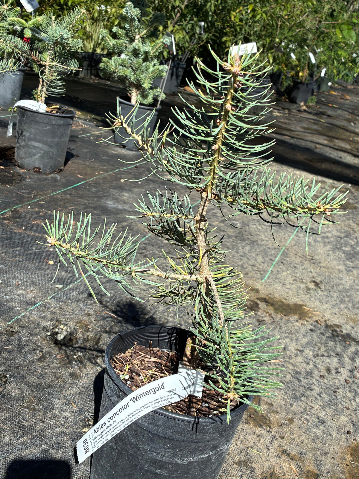 Abies concolor 'Wintergold' (firma)