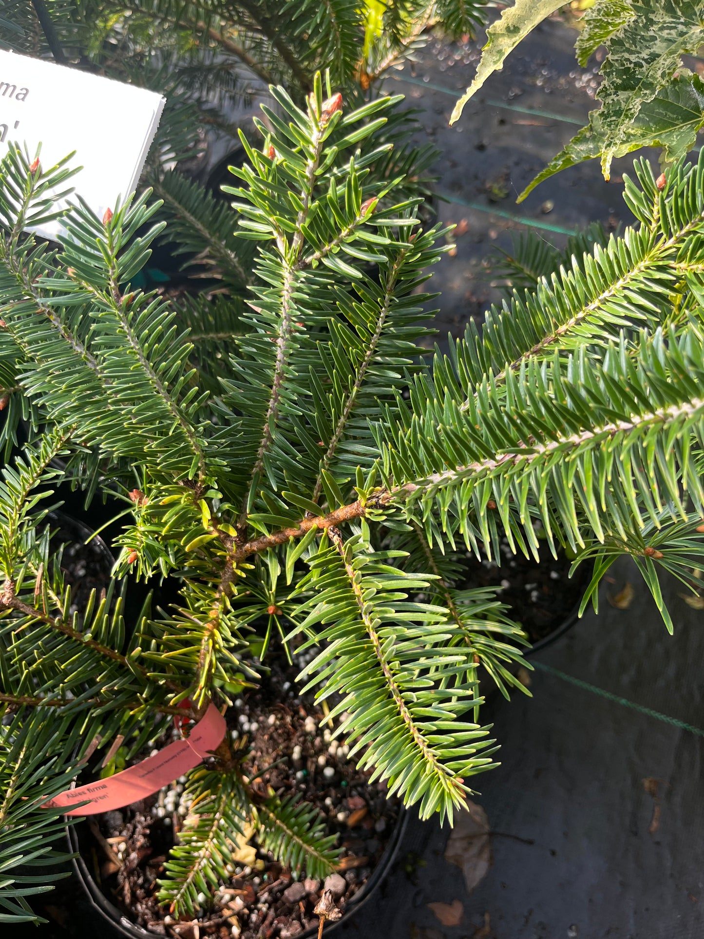 Abies firma 'Halgren'