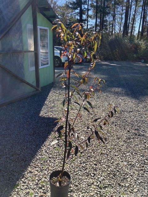 Acer laevigatum 'Hong Long', pick up at nursery