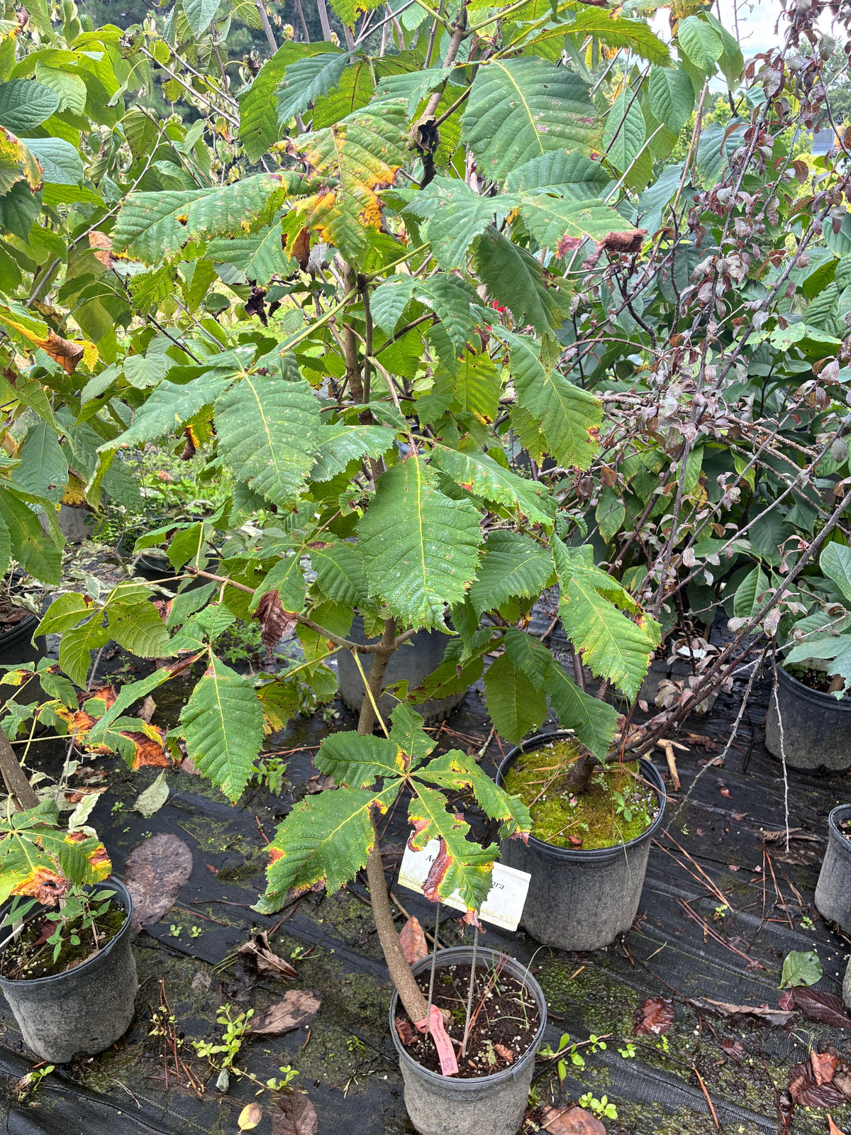 Aesculus Fort McNair seedlings