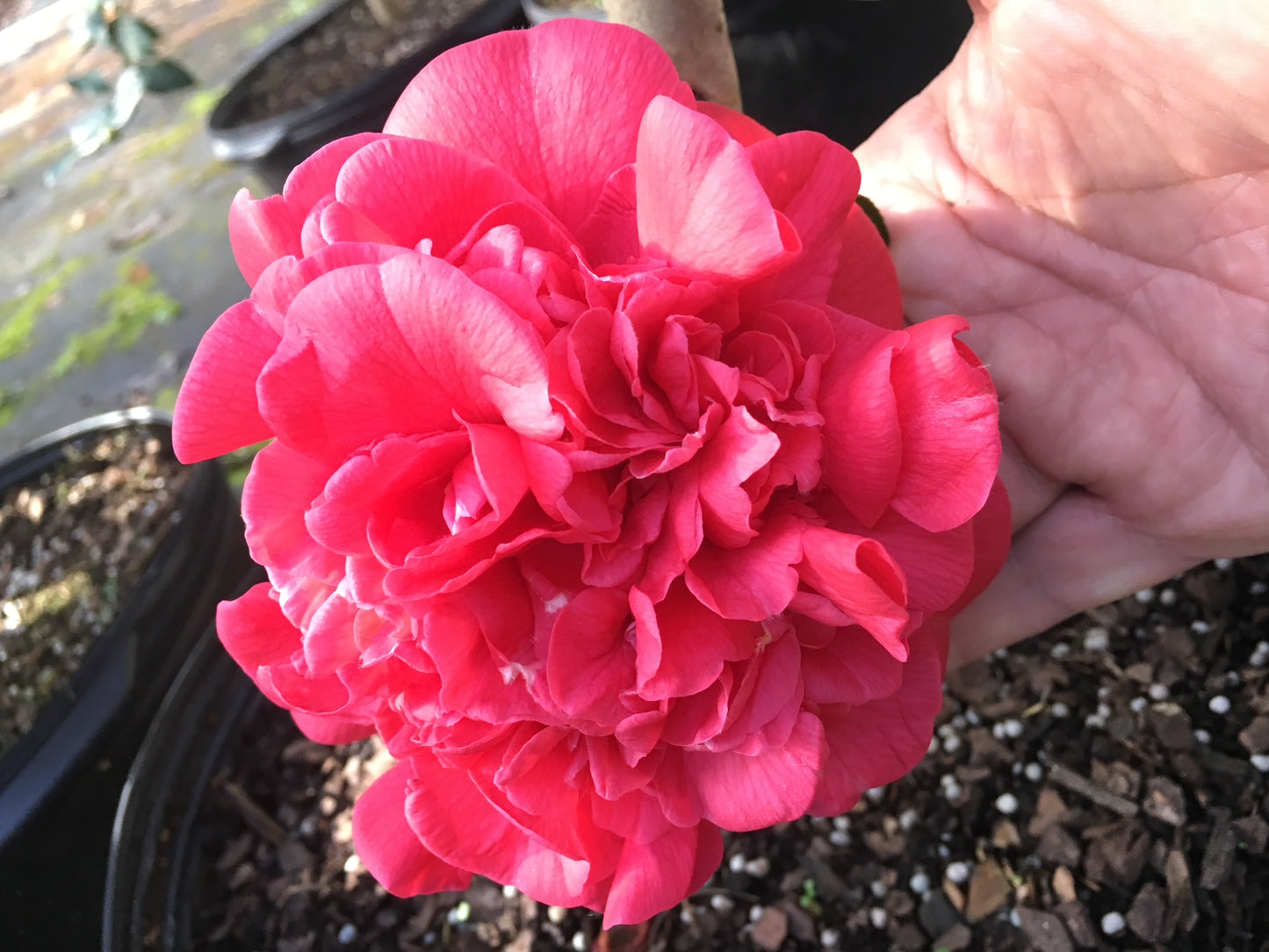 Camellia japonica 'Annie Tee'