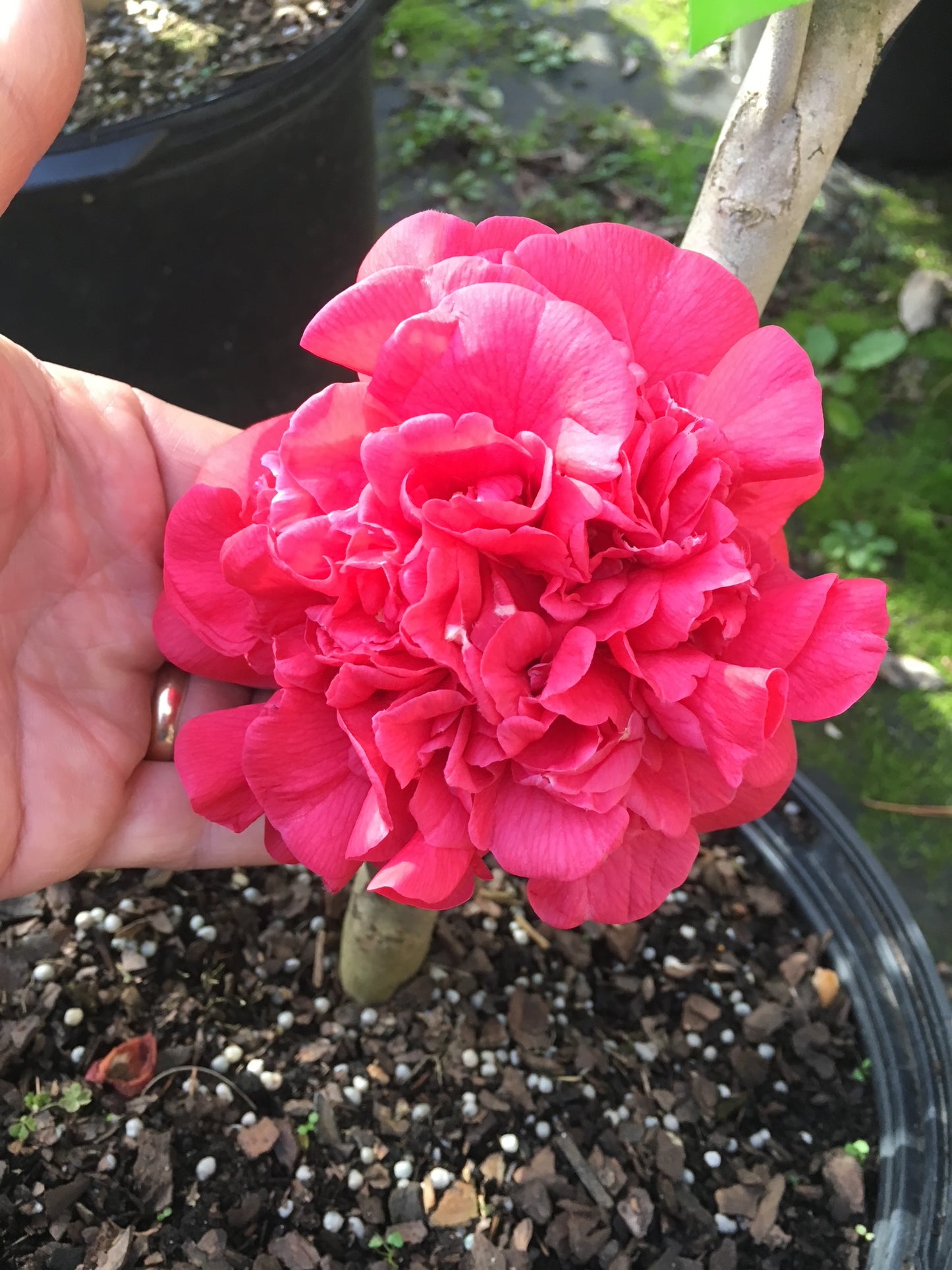 Camellia japonica 'Annie Tee'