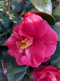 Camellia japonica 'Benibotan'