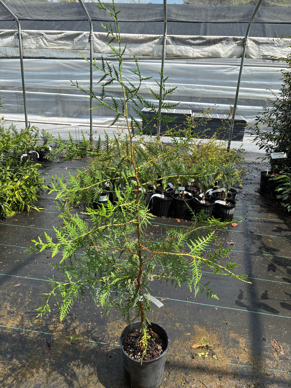 Calocedrus macrolepsis var macrolepsis