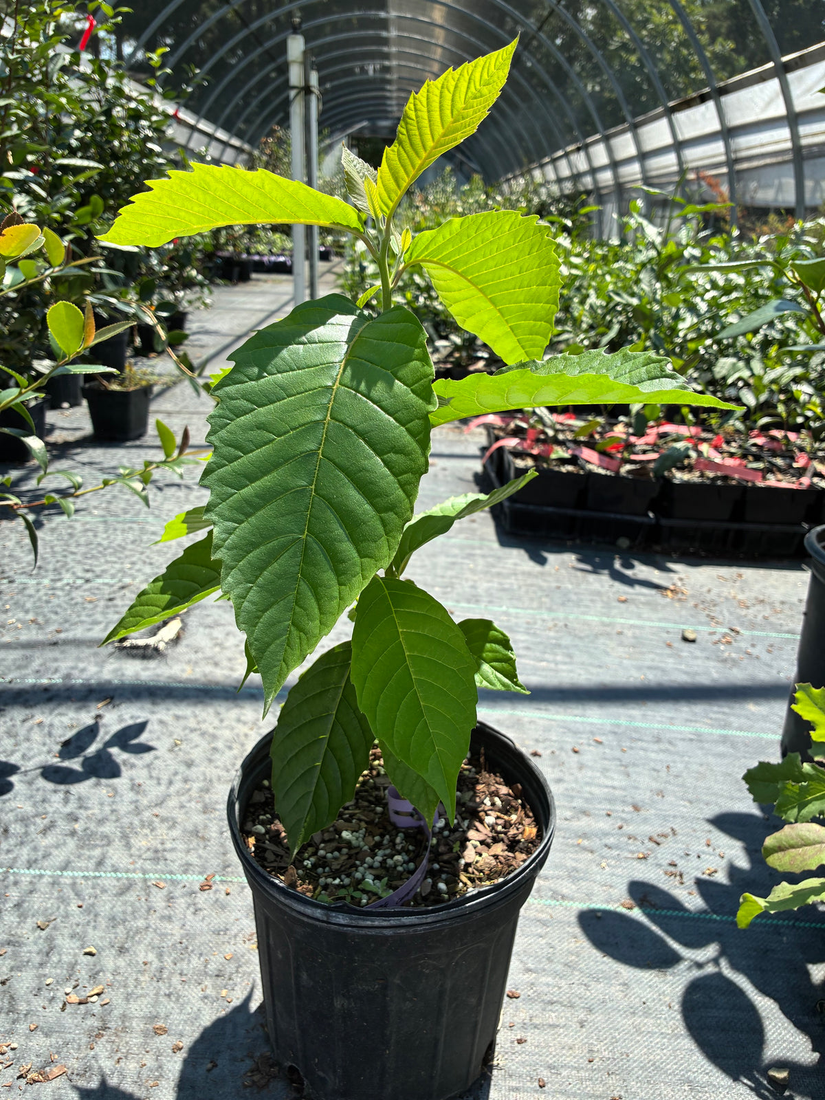 Camptotheca acuminata