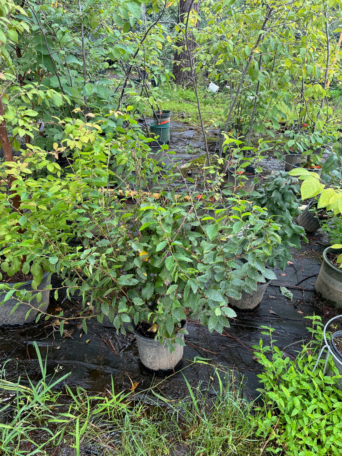 Carpinus betulus 'Monument'