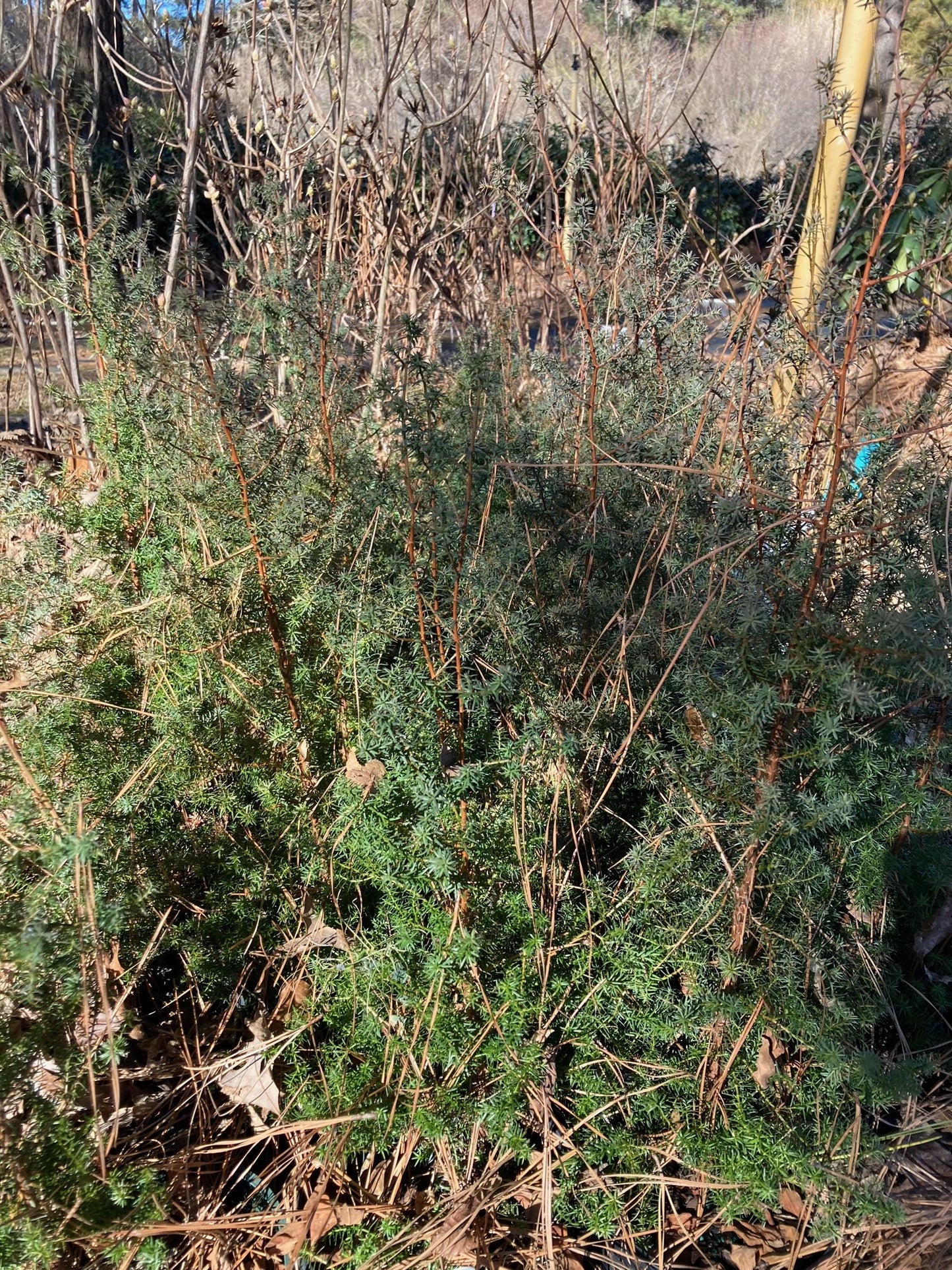 Chamaecyparis thyoides 'Red Velvet', Red Velvet White Cedar