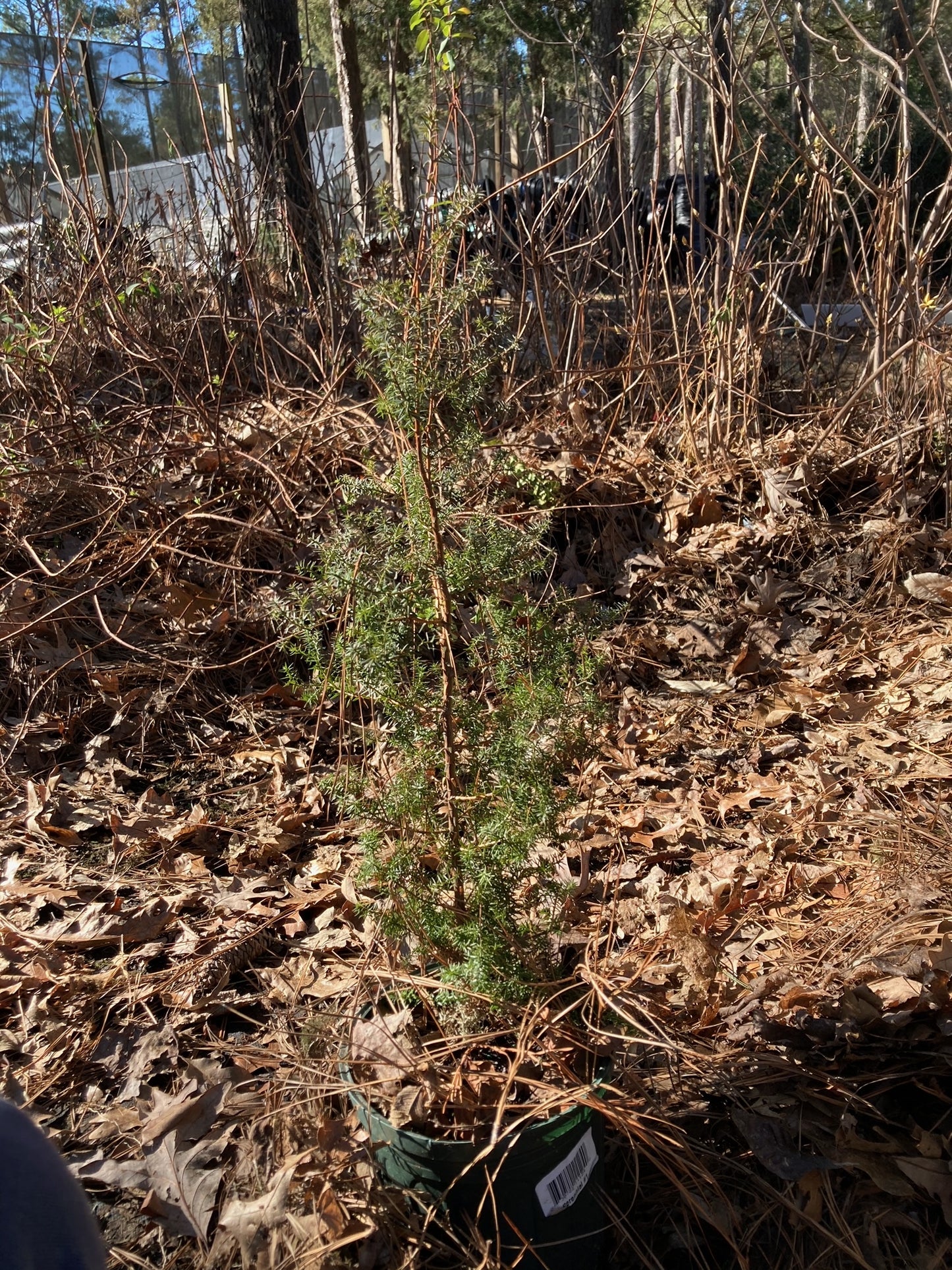 Chamaecyparis thyoides 'Red Velvet', Red Velvet White Cedar