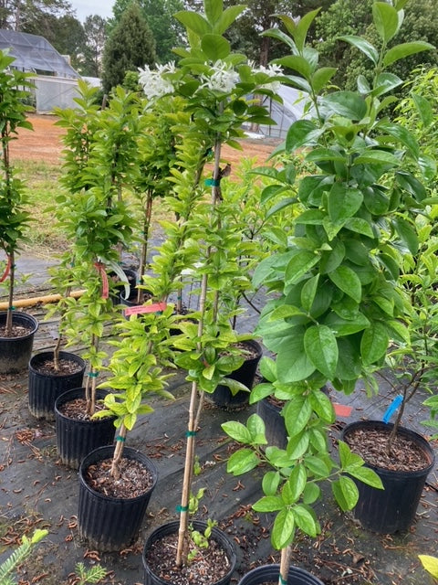 Chionanthus retusus 'Tokyo Tower'
