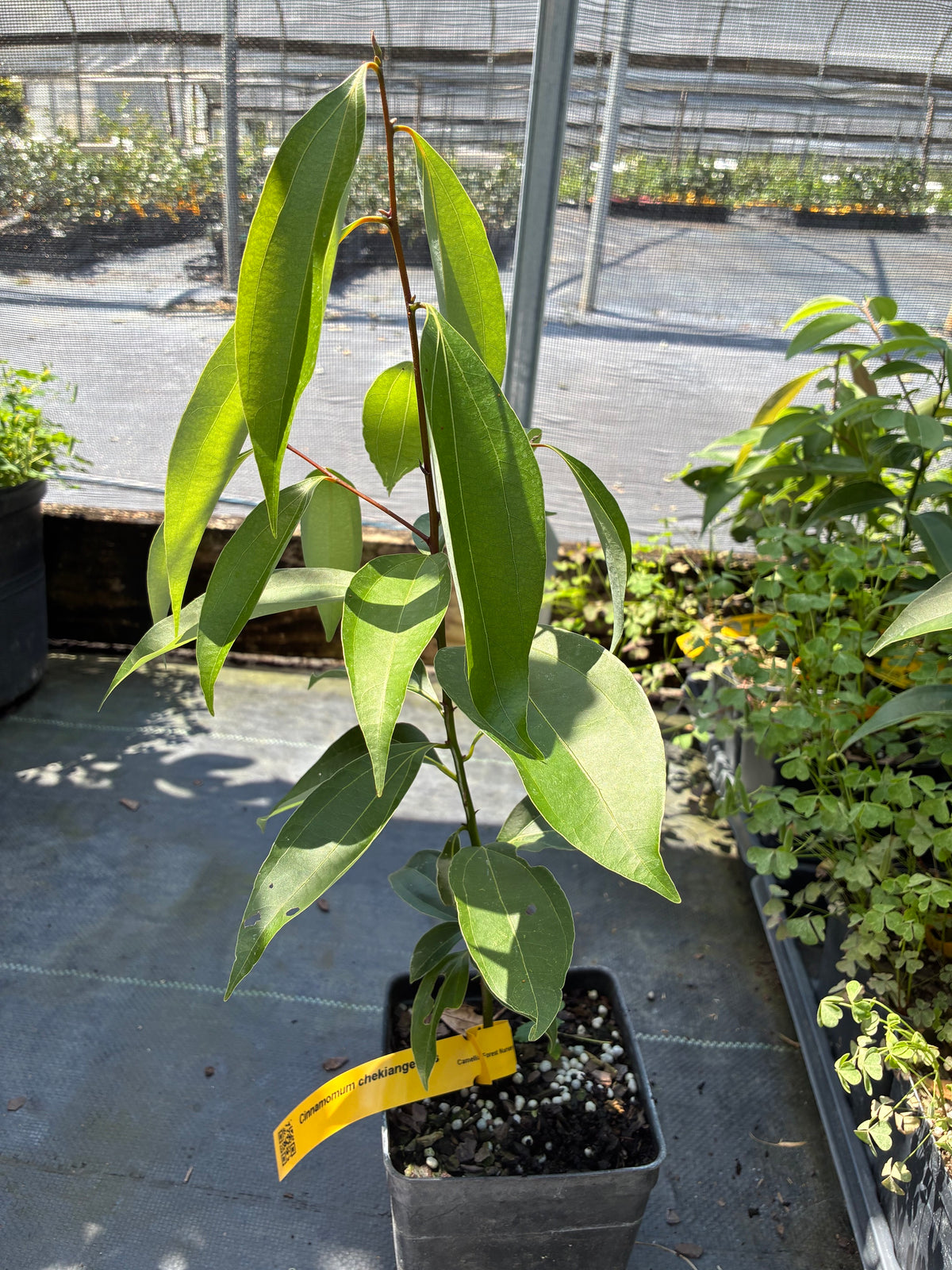 Cinnamomum chekiangensis