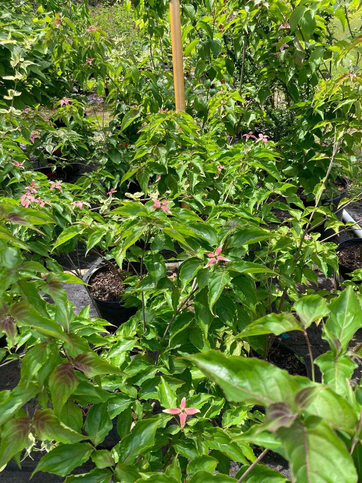 Cornus kousa 'Scarlet Fire'® PP# 28311