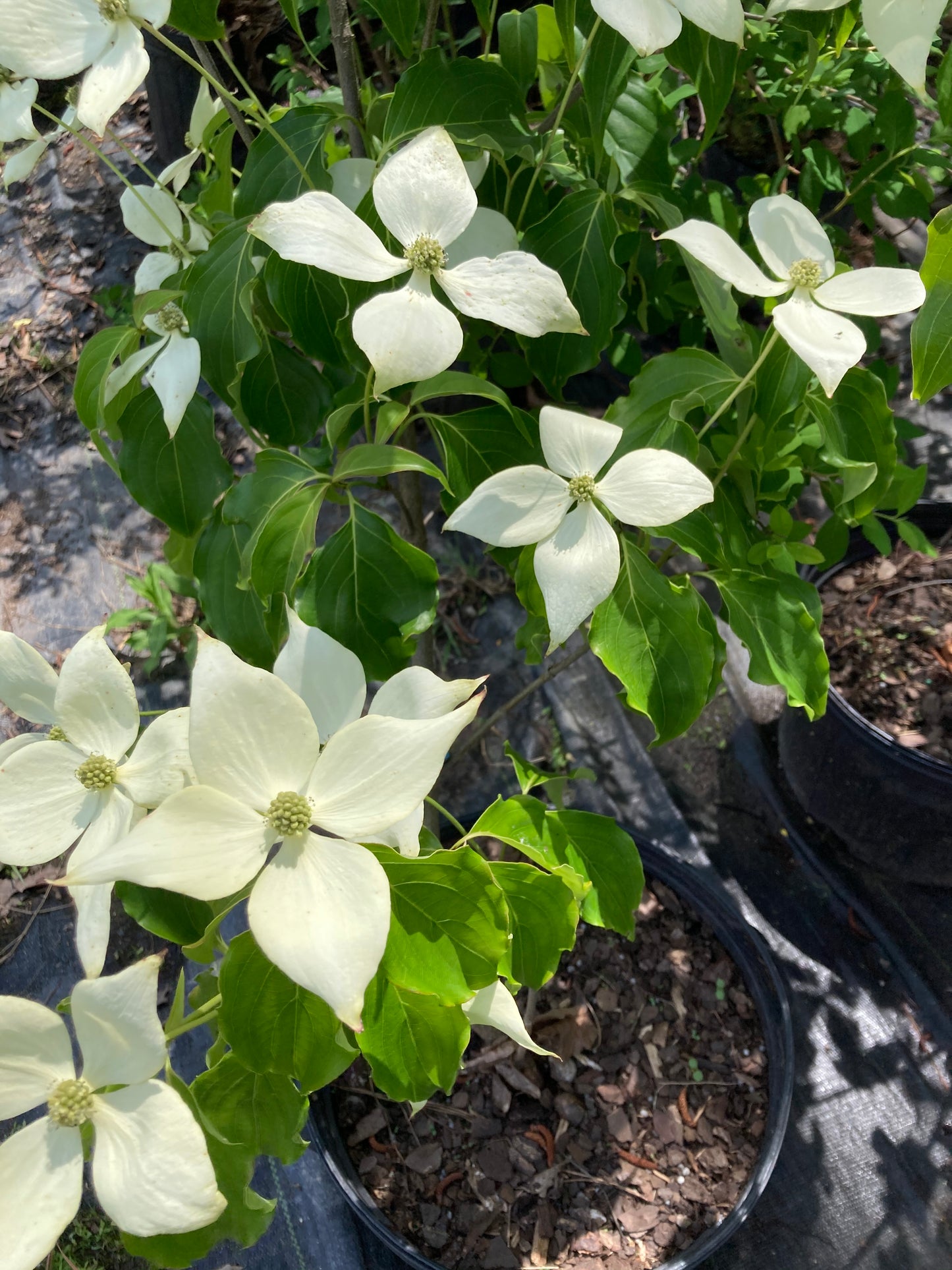 Cornus kousa 'Greensleeves'