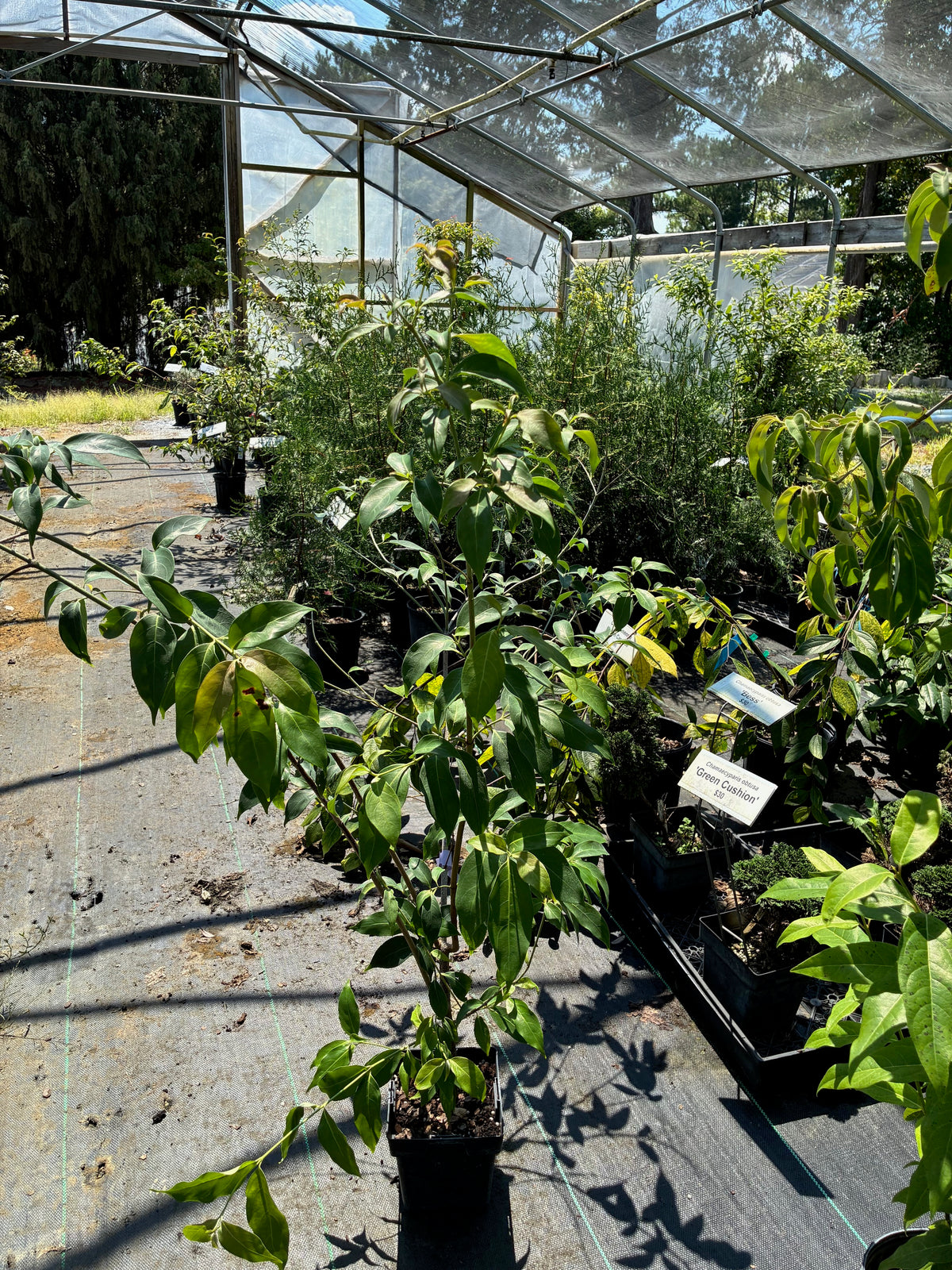 Cornus elliptica, Evergreen dogwood