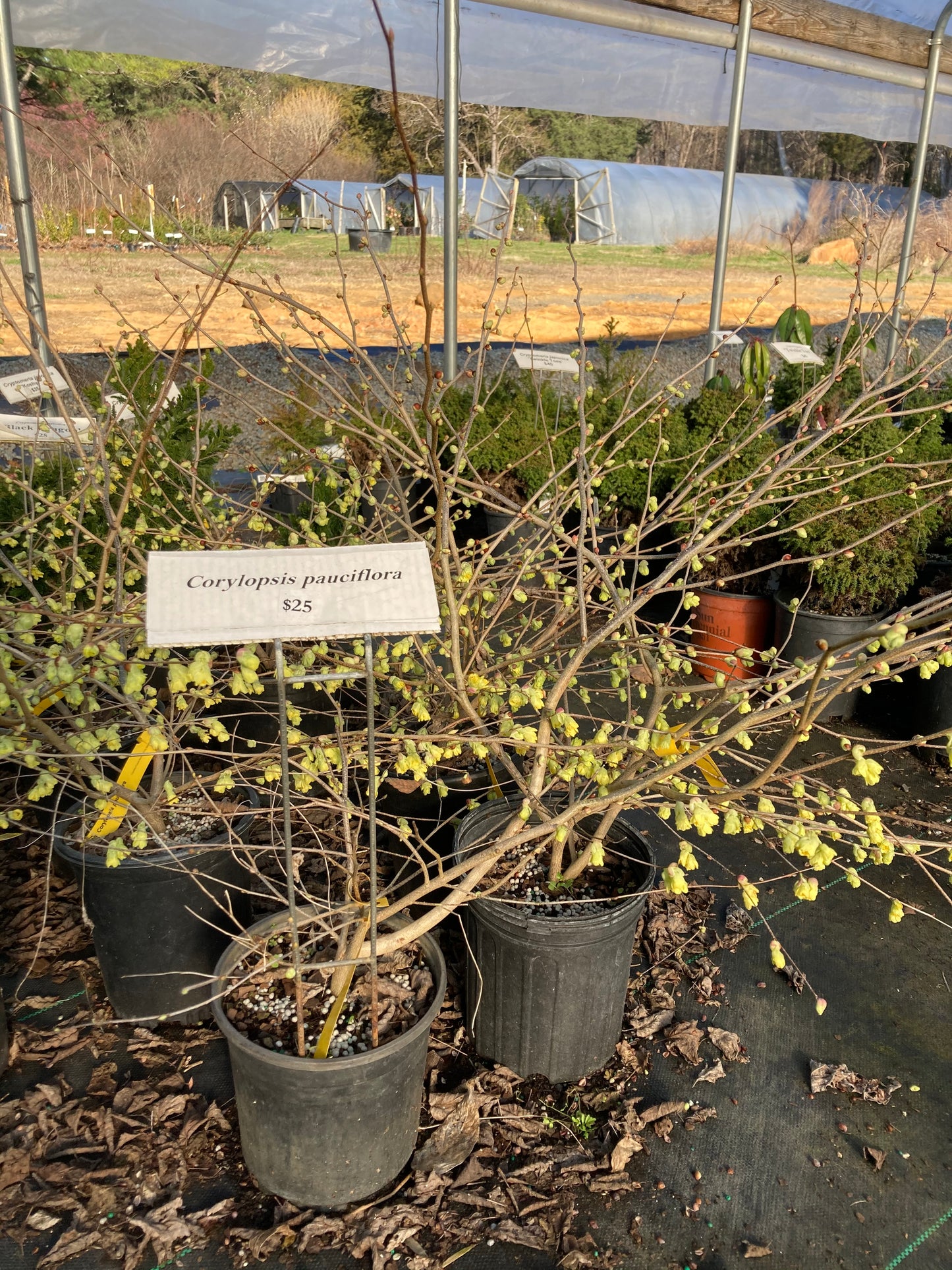 Corylopsis pauciflora, Winter hazel