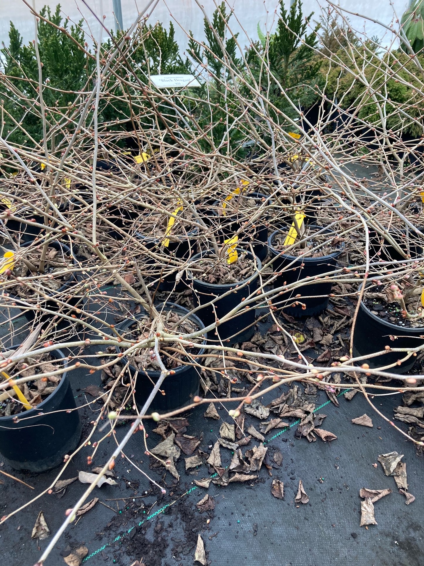 Corylopsis pauciflora, Winter hazel