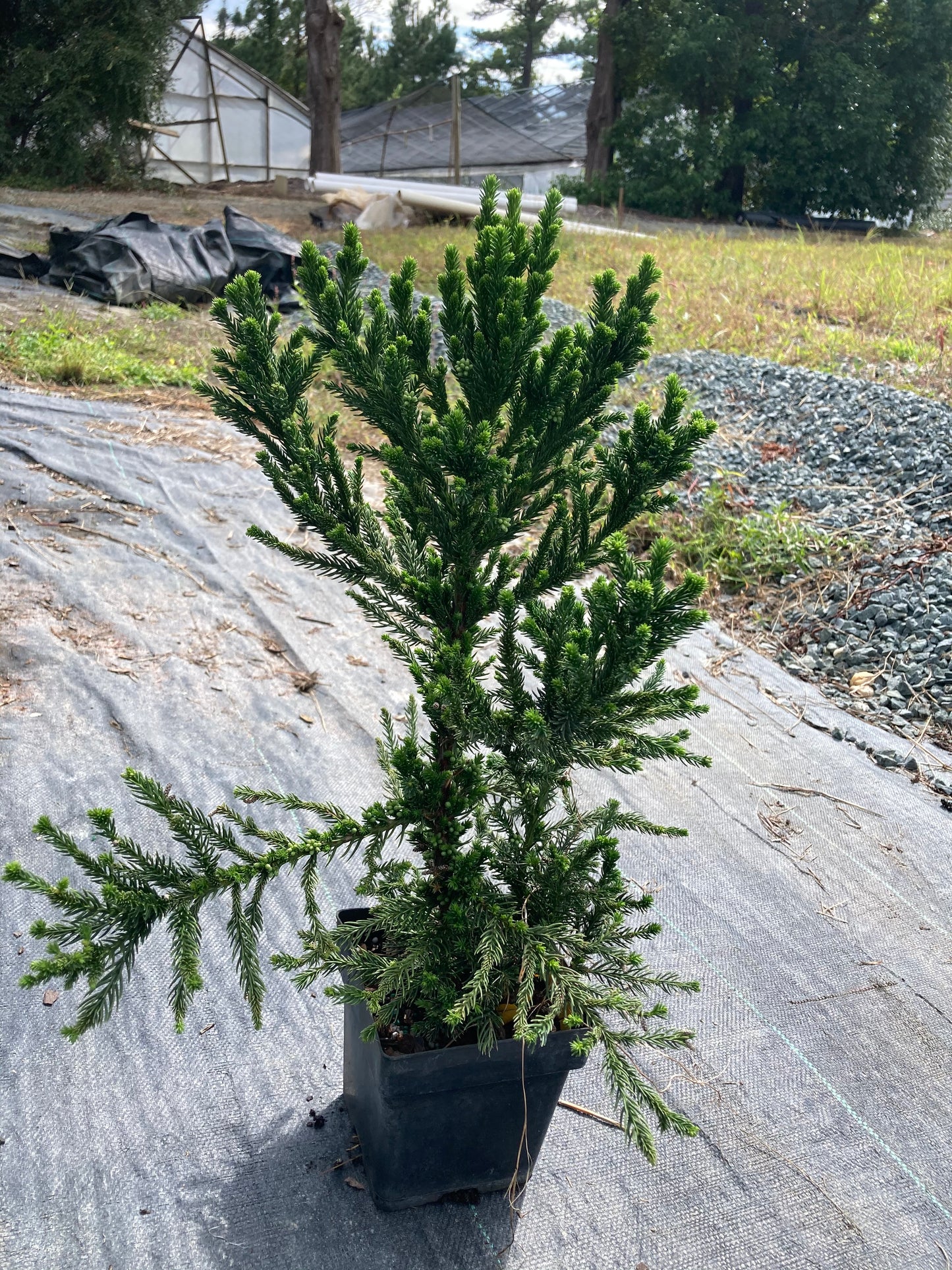 Cryptomeria japonica 'Black Dragon'