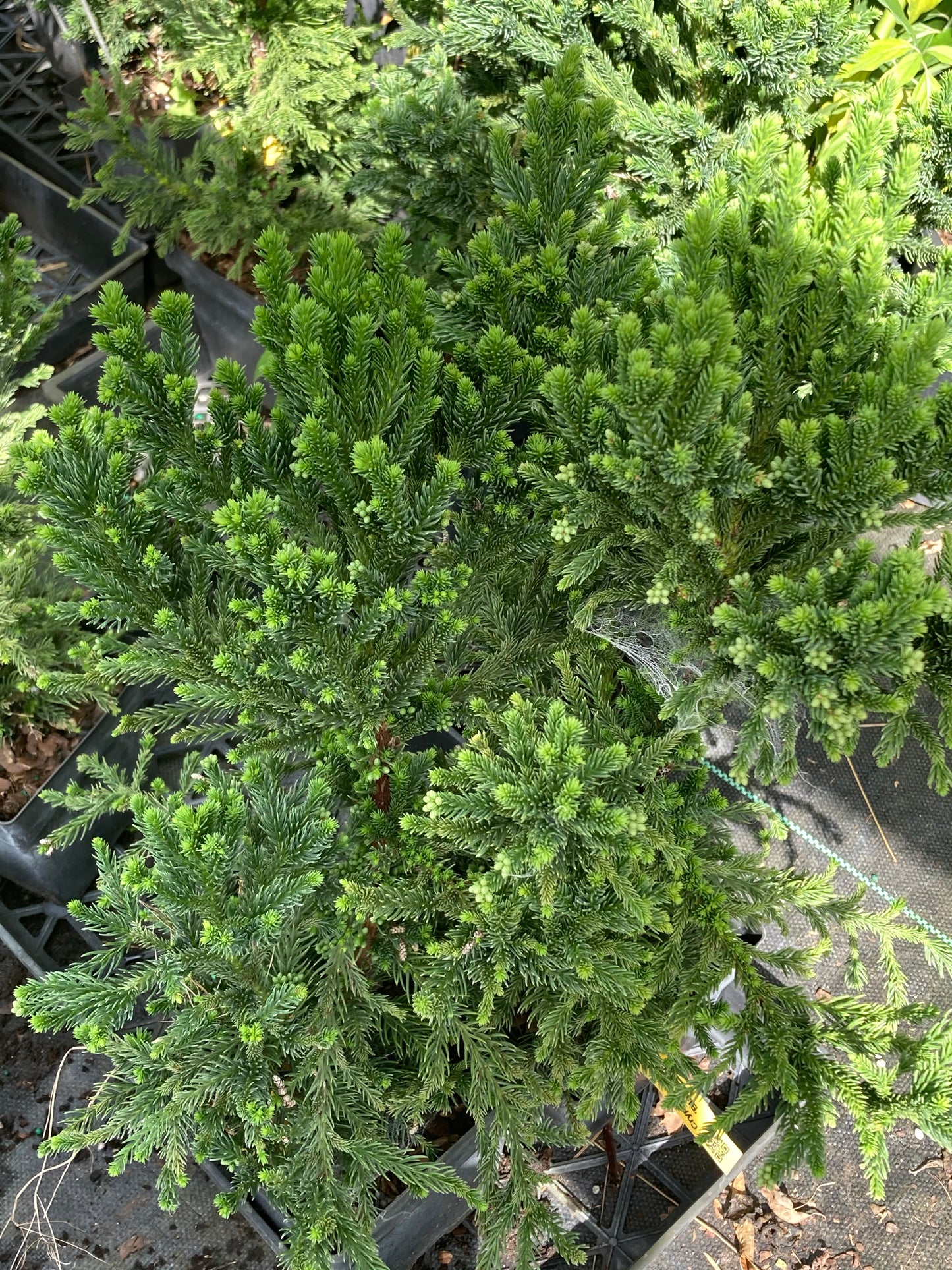 Cryptomeria japonica 'Black Dragon'