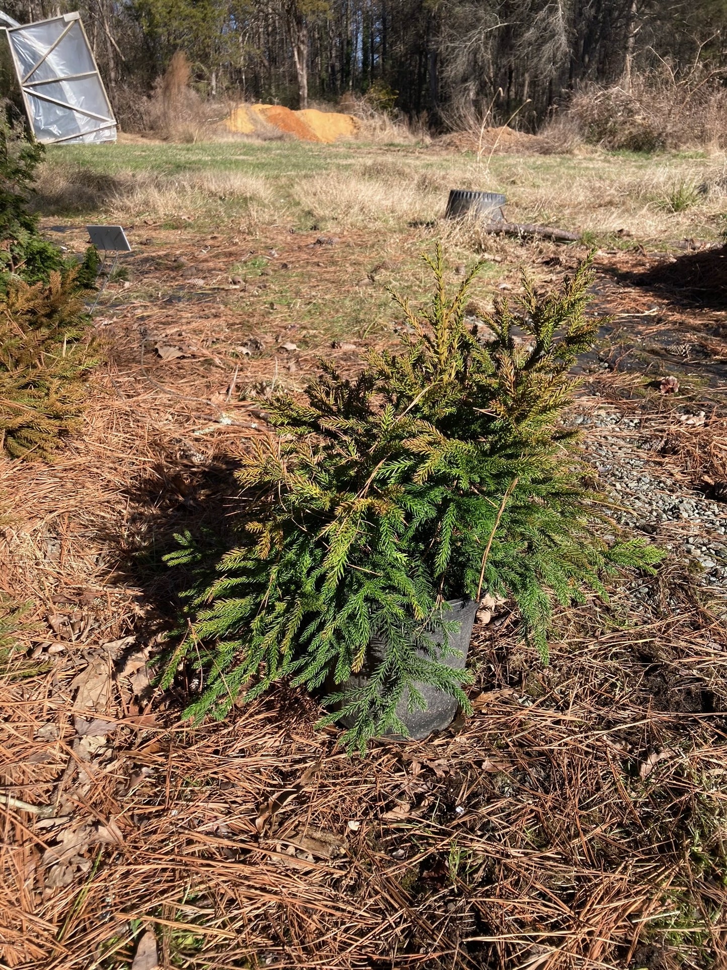 Cryptomeria japonica 'Gyoku Ryu'
