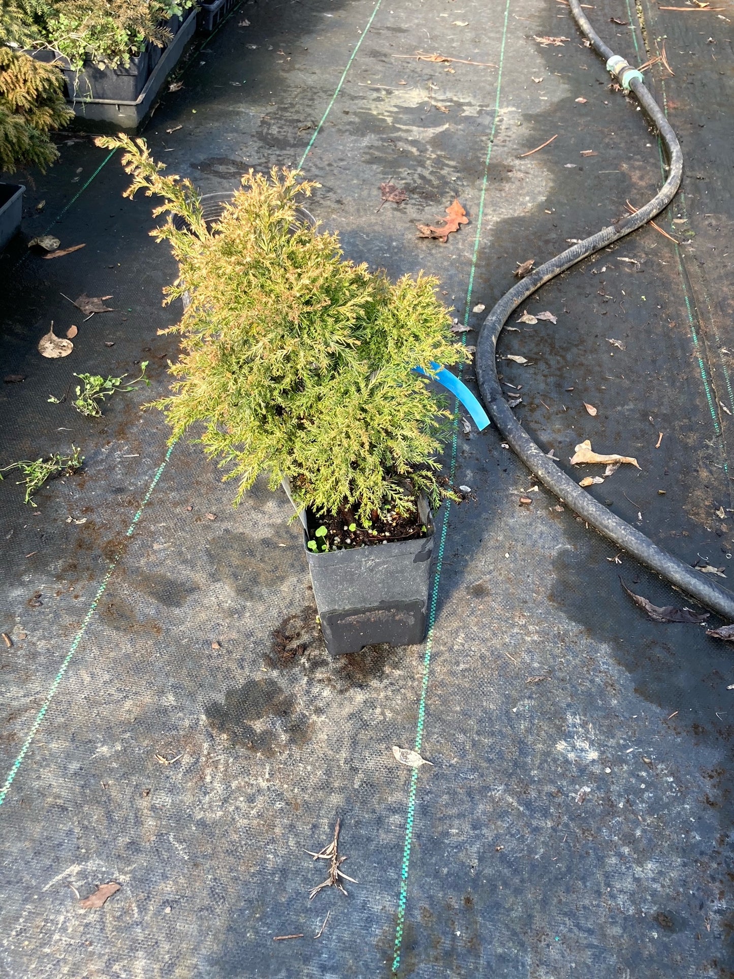 Cryptomeria japonica 'Nana Albospica', variegated Japanese cedar