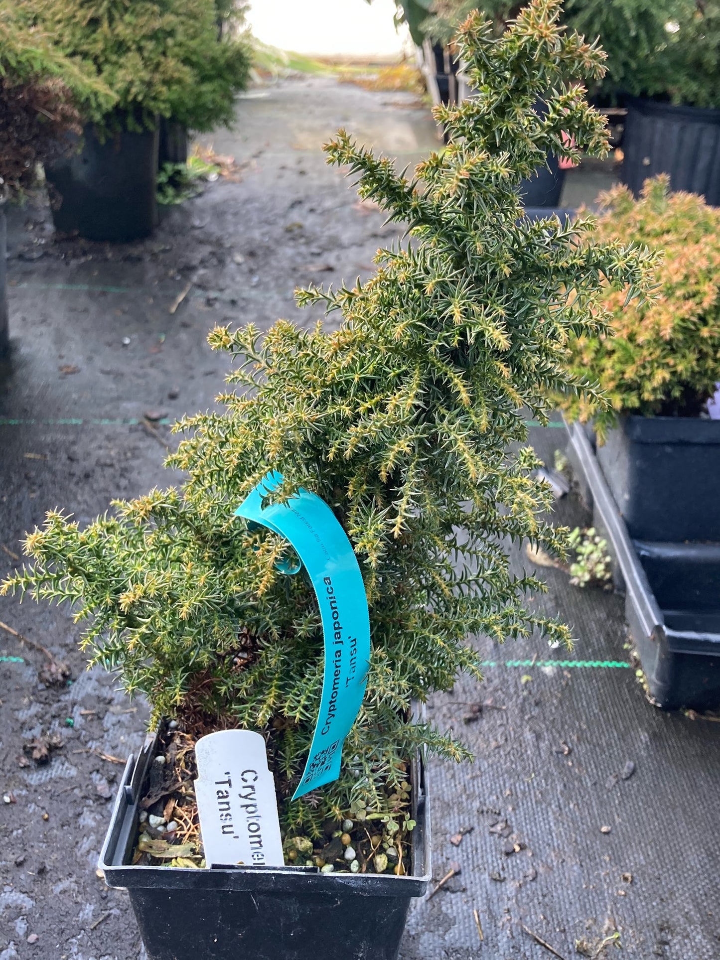 Cryptomeria japonica 'Tansu', Tansu Japanese Cedar