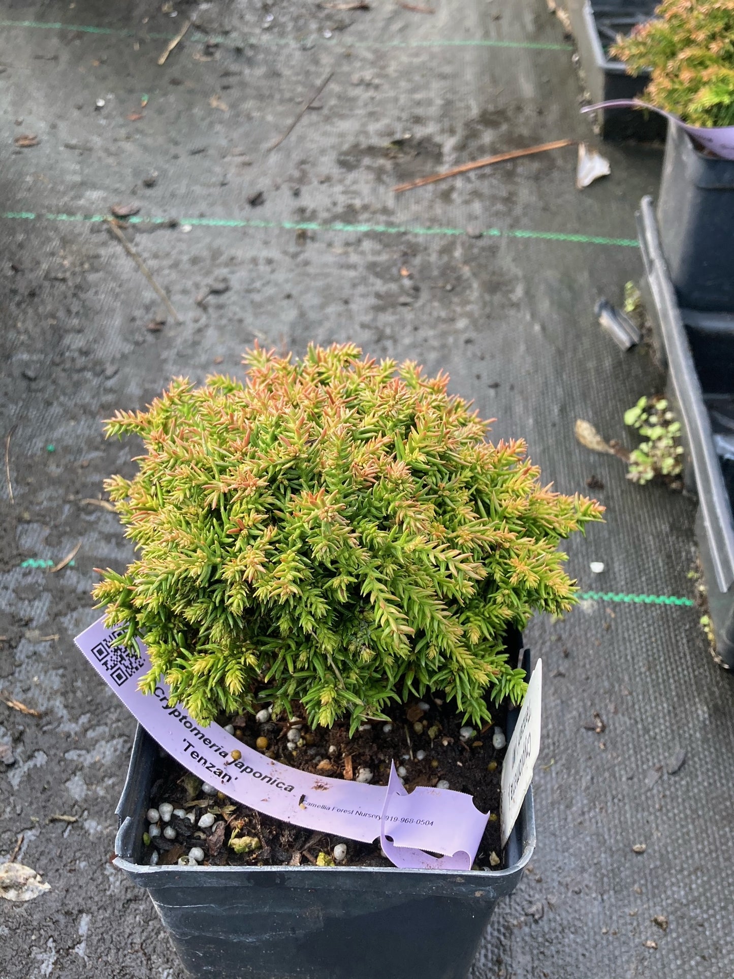 Cryptomeria japonica 'Tenzan', Tenzan Japanese Cedar