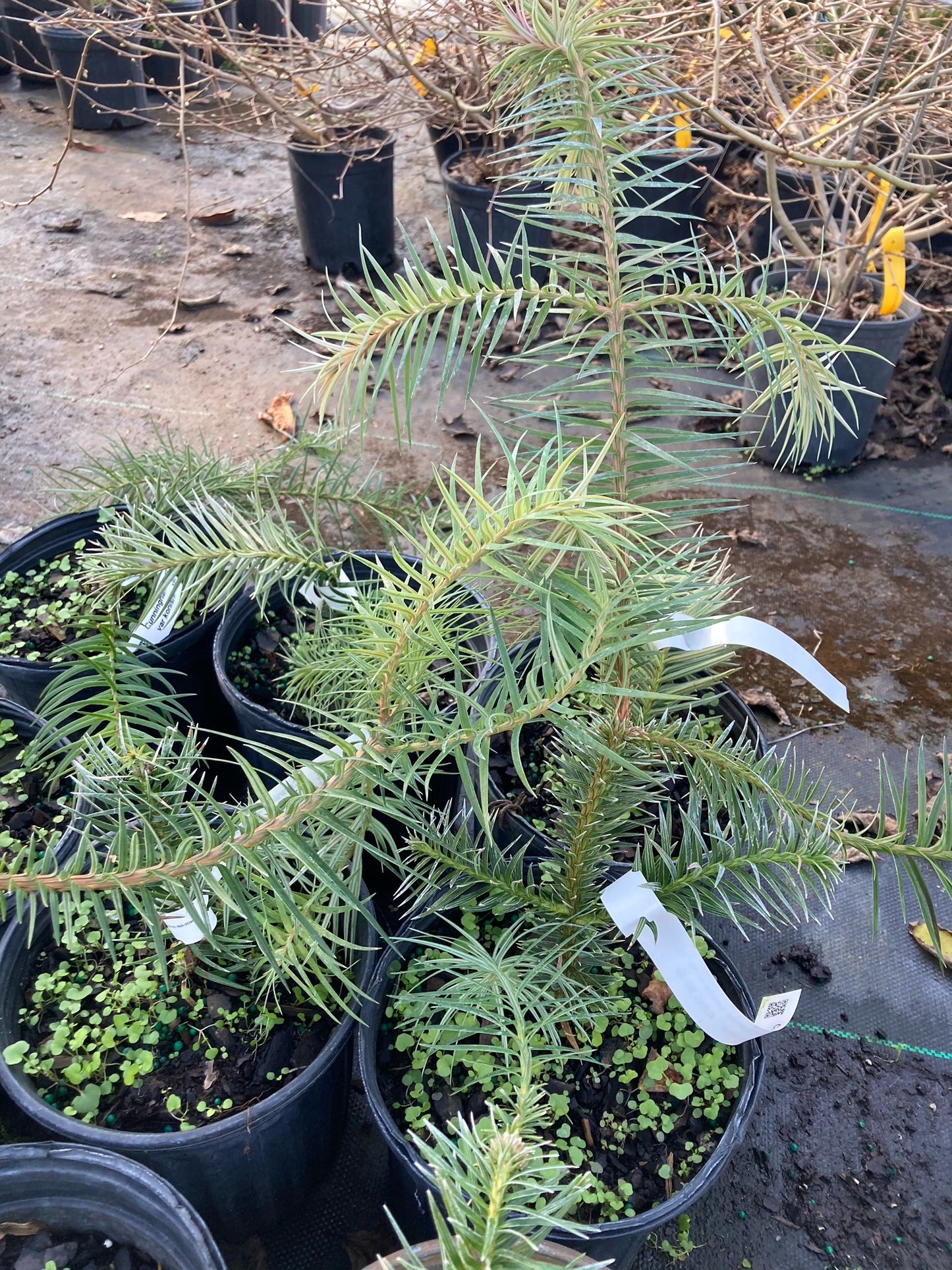Cunninghamia lanceolata var konishii 'ABG Blue', Formosan China-Fir