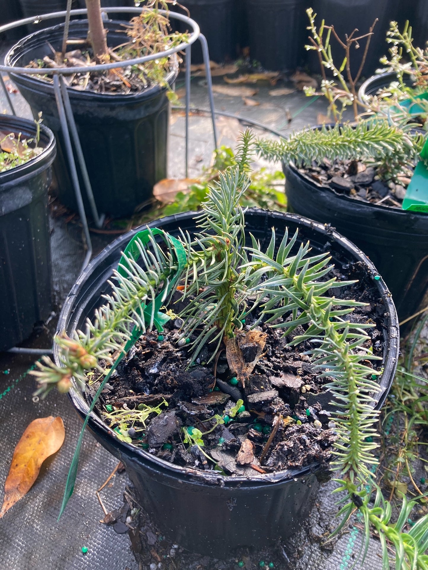 Cunninghamia lanceolata 'Compacta', Chinese Fir