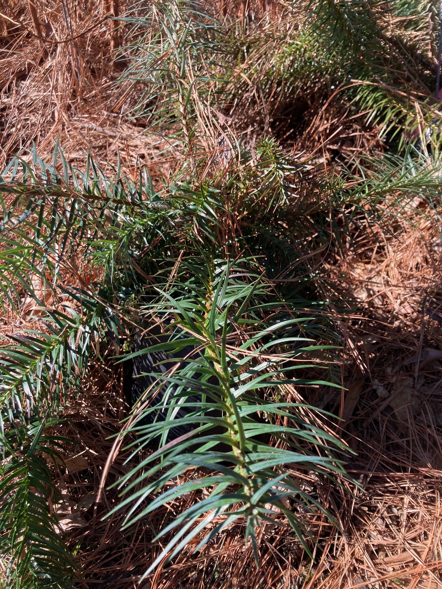 Cunninghamia lanceolata 'Samurai', Chinese Fir