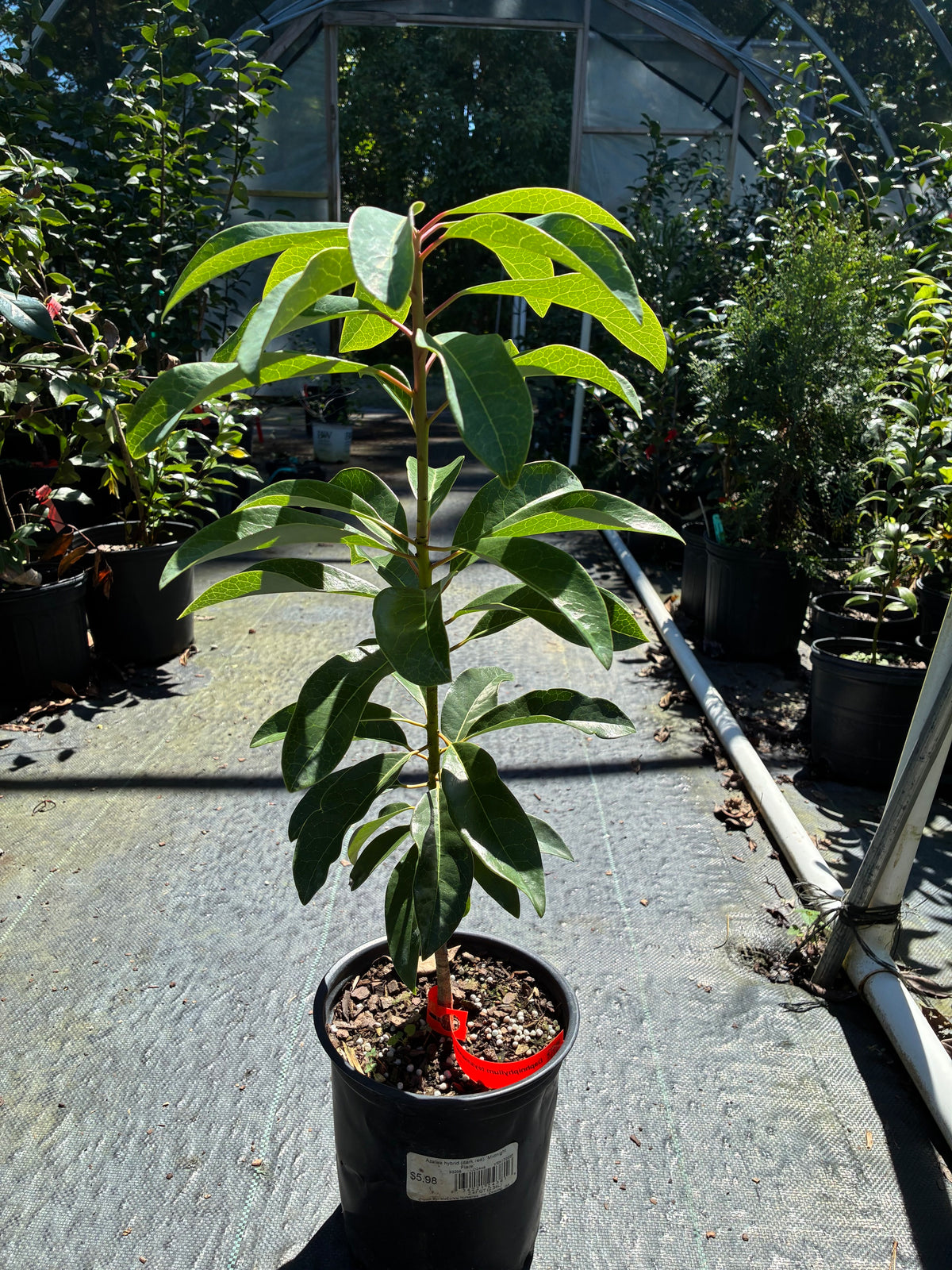 Daphniphyllum teysmanii