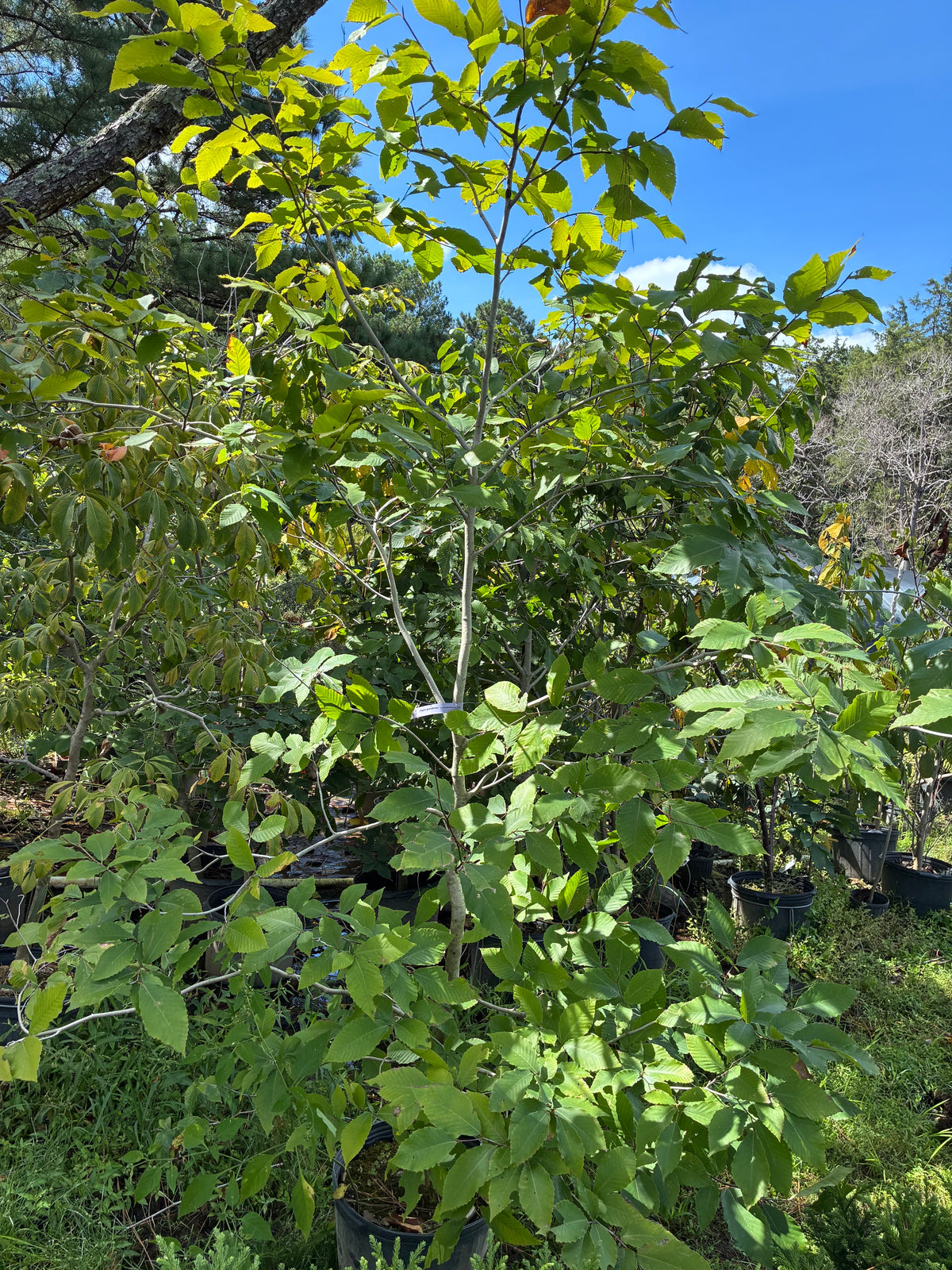 Fagus grandifolia, American Beech