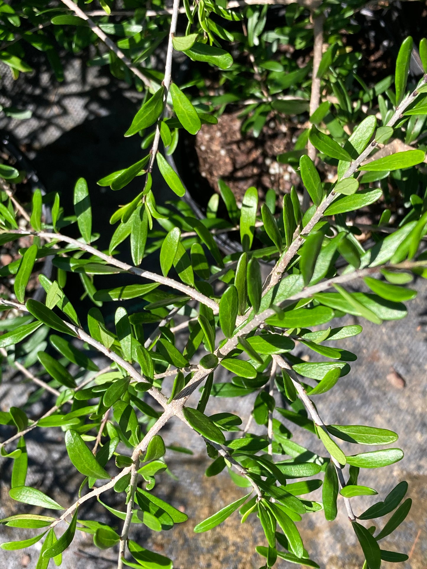Foresteria angustifolia 'Pendula'