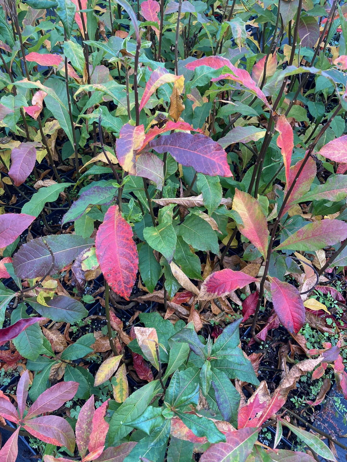 Franklinia alatamaha, Franklinia/Franklin Tree