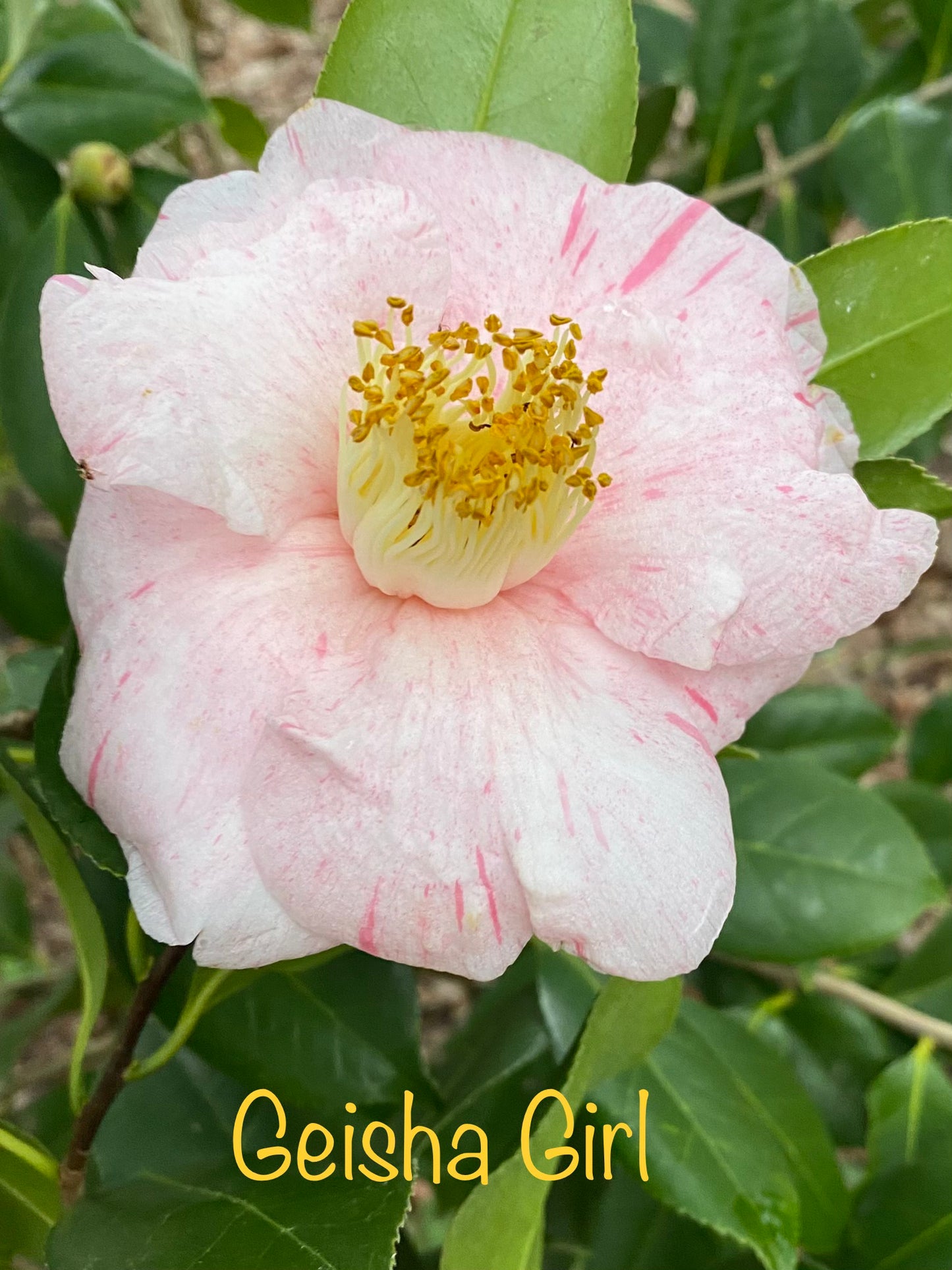 Camellia japonica 'Geisha Girl'