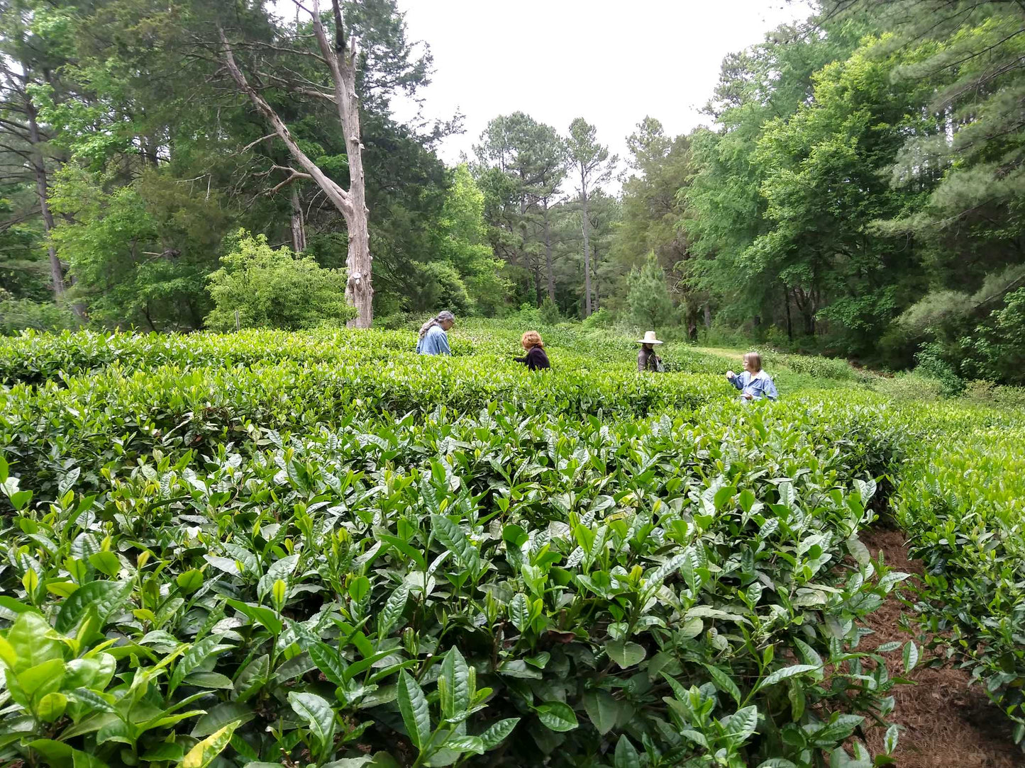 2026 Tea Harvesting & Processing Workshops