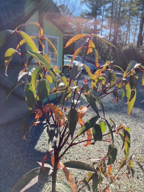 Acer laevigatum 'Hong Long', pick up at nursery