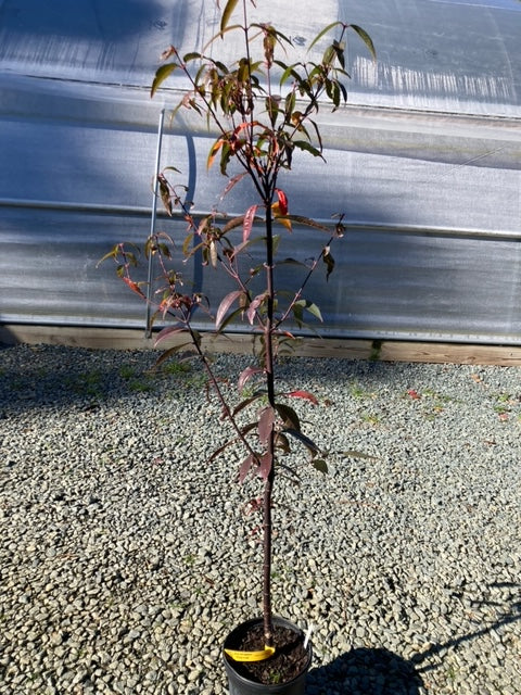 Acer laevigatum 'Hong Long', pick up at nursery
