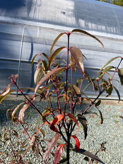 Acer laevigatum 'Hong Long', pick up at nursery