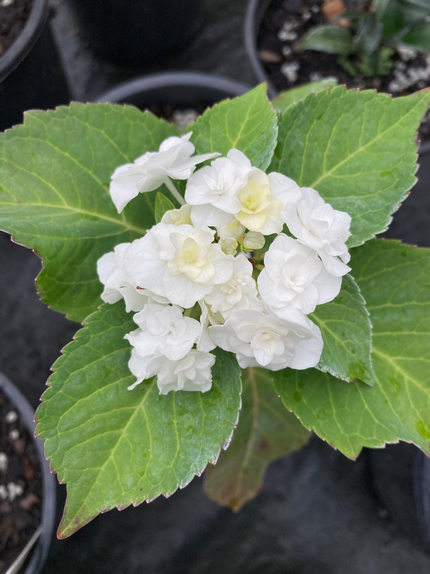 Hydrangea macrophylla 'Dancing Snow'